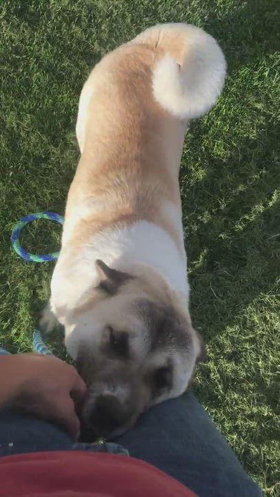Enlarge Sasha, a Adopted Akita in Athens, OH video 3/5