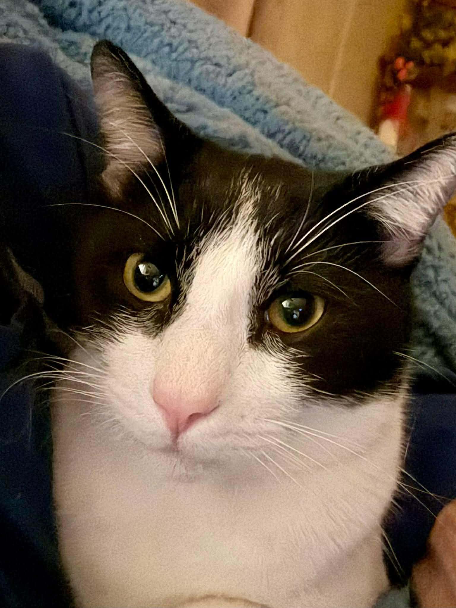 Oreo, a ADOPTABLE Tuxedo in Inez, KY image 1/2