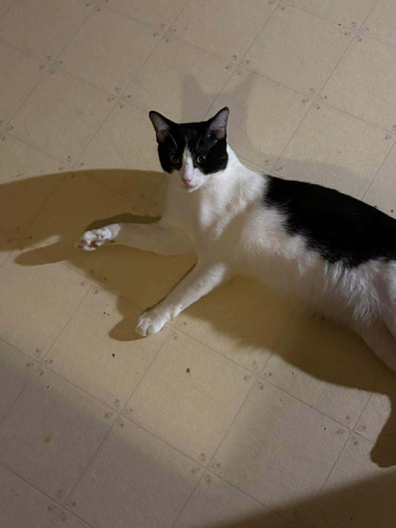 Oreo, a ADOPTABLE Tuxedo in Inez, KY image 2/2