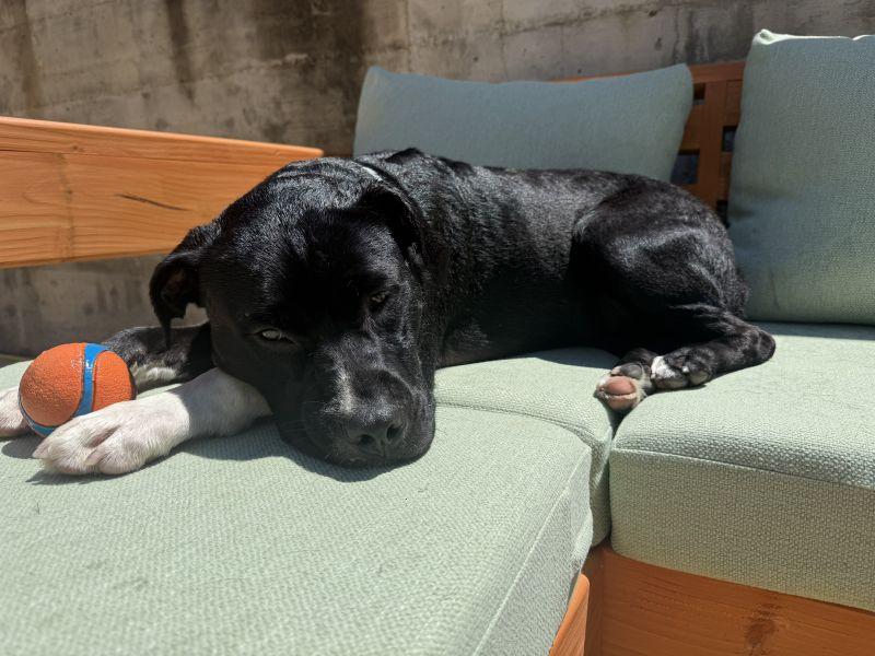 Twinzito, a ADOPTABLE Pit Bull Terrier in Berkeley, CA image 6/6