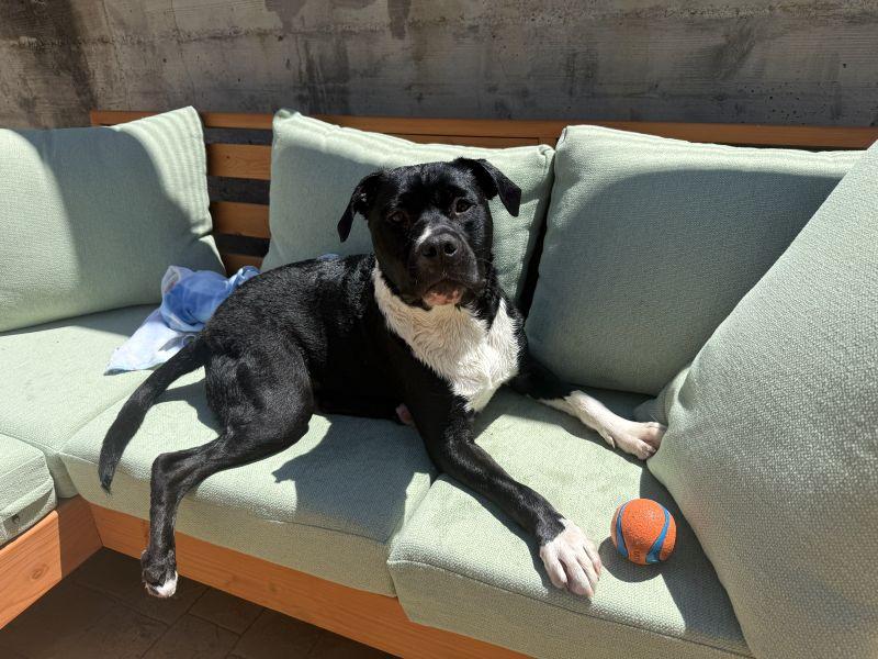 Twinzito, a ADOPTABLE Pit Bull Terrier in Berkeley, CA image 3/6