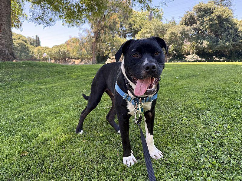Twinzito, a ADOPTABLE Pit Bull Terrier in Berkeley, CA image 1/6