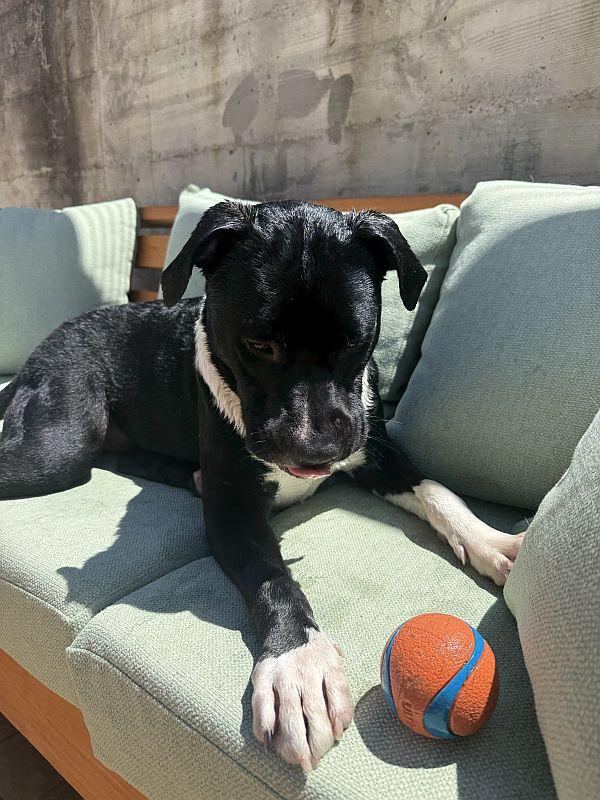 Twinzito, a ADOPTABLE Pit Bull Terrier in Berkeley, CA image 2/6