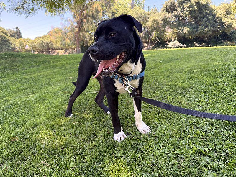 Twinzito, a ADOPTABLE Pit Bull Terrier in Berkeley, CA image 4/6