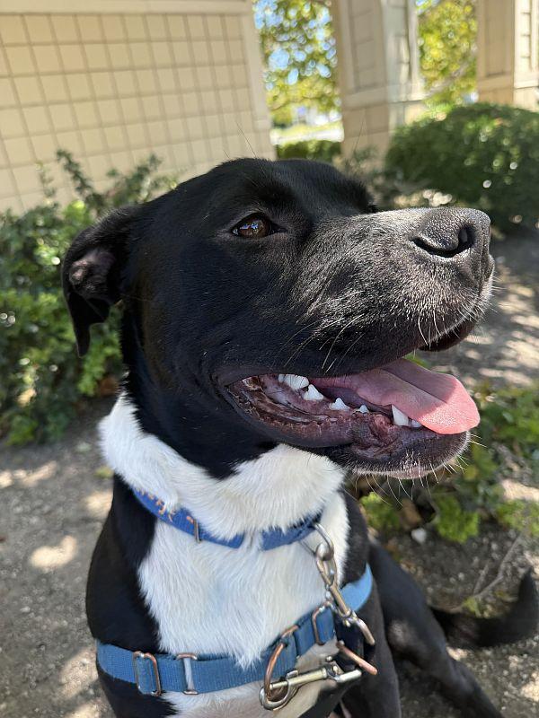 Twinzito, a ADOPTABLE Pit Bull Terrier in Berkeley, CA image 5/6
