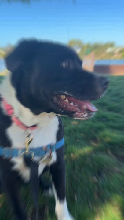 Enlarge Twinzito, a ADOPTABLE Pit Bull Terrier in Berkeley, CA video 3/6