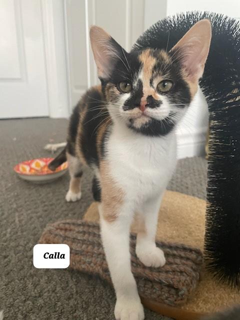 Calico Cat Rescue: Ultimate Guide to Saving Adorable Felines