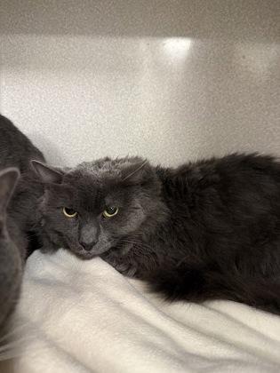 Scar/ Legend bonded pair, Adoptable, Adult Male Domestic Short Hair & Domestic Short Hair.