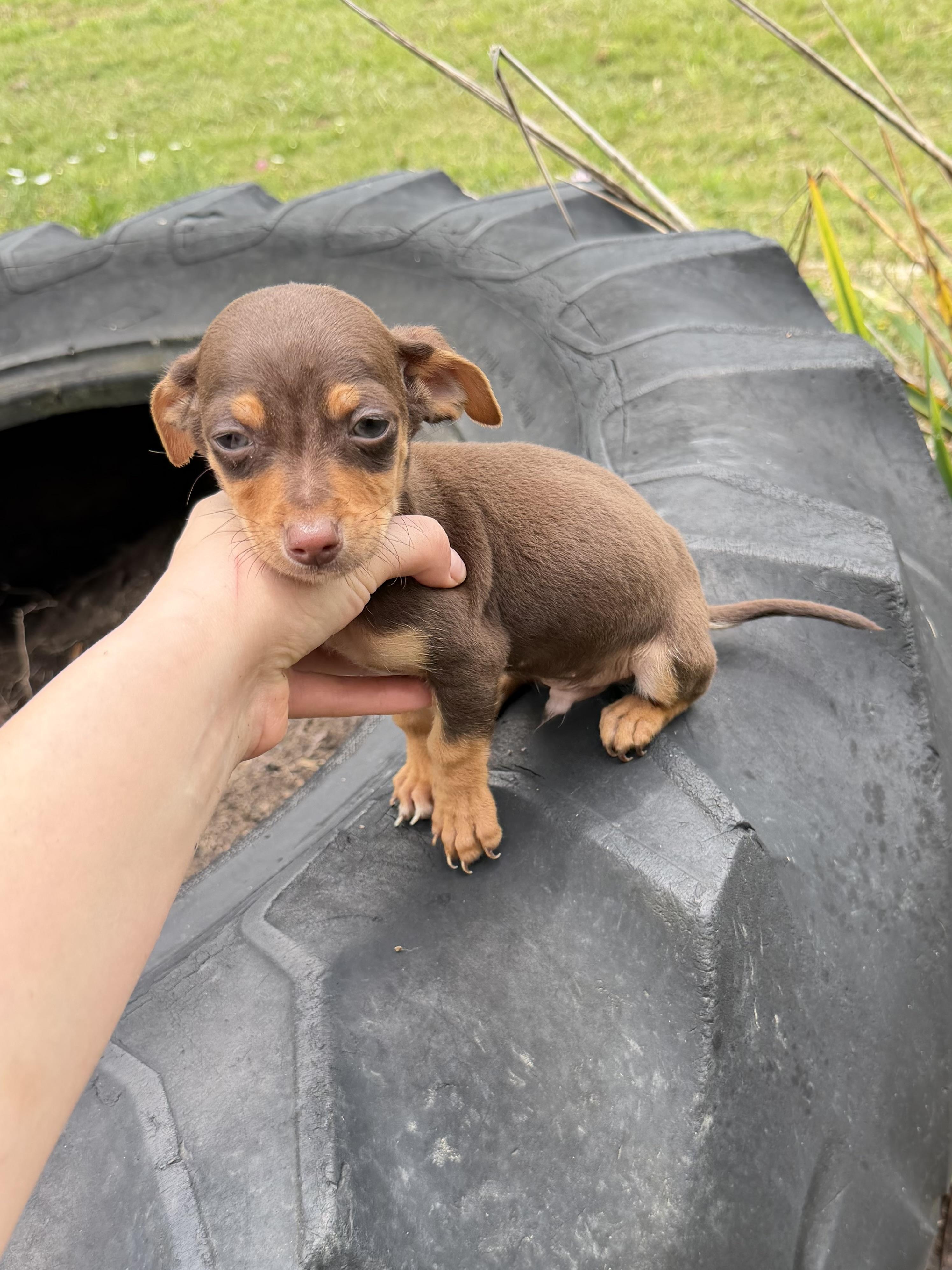 Enlarge Scooby , an adopted Chihuahua in Morristown, TN image 3/3