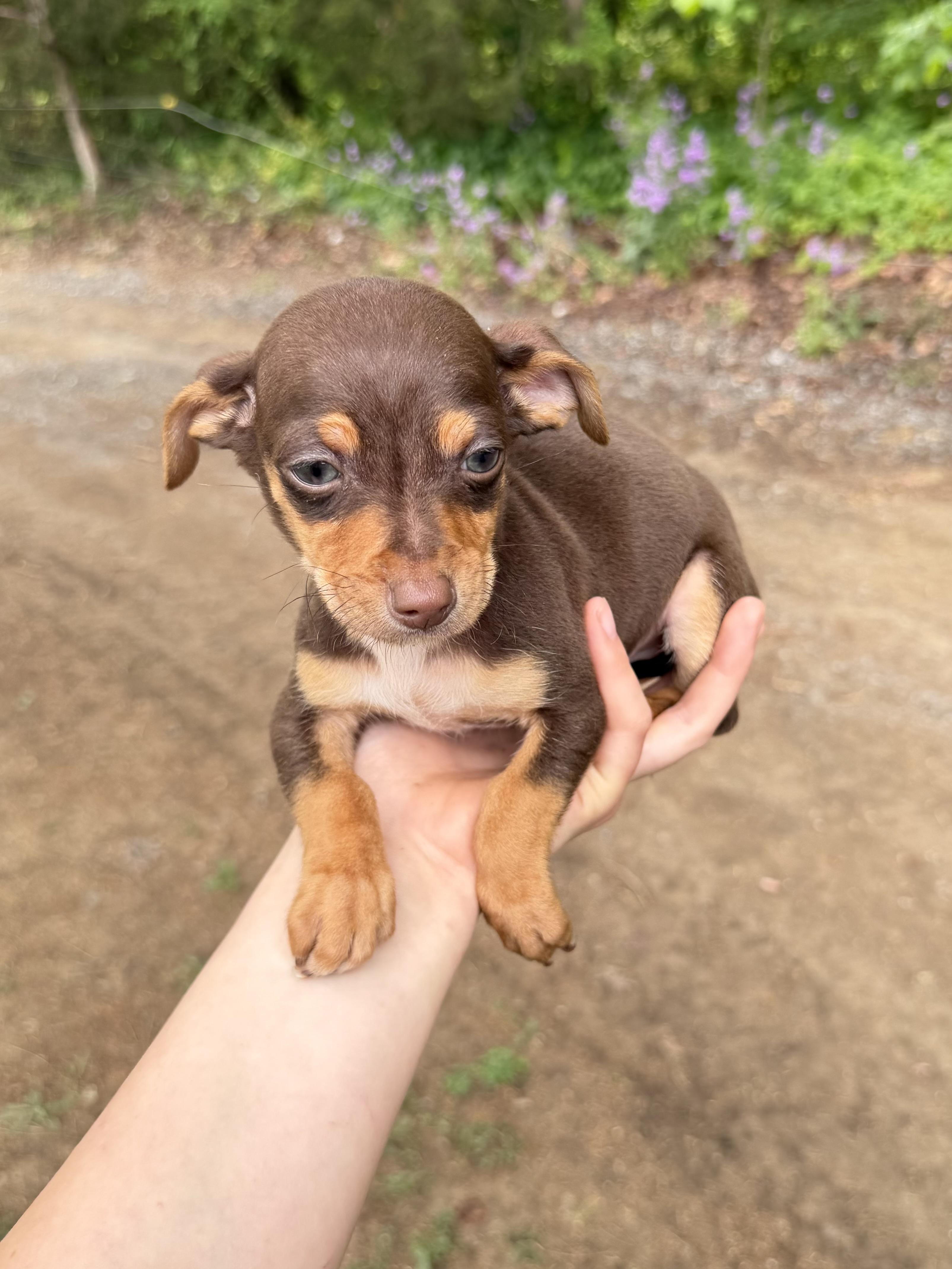 Enlarge Scooby , an adopted Chihuahua in Morristown, TN image 2/3