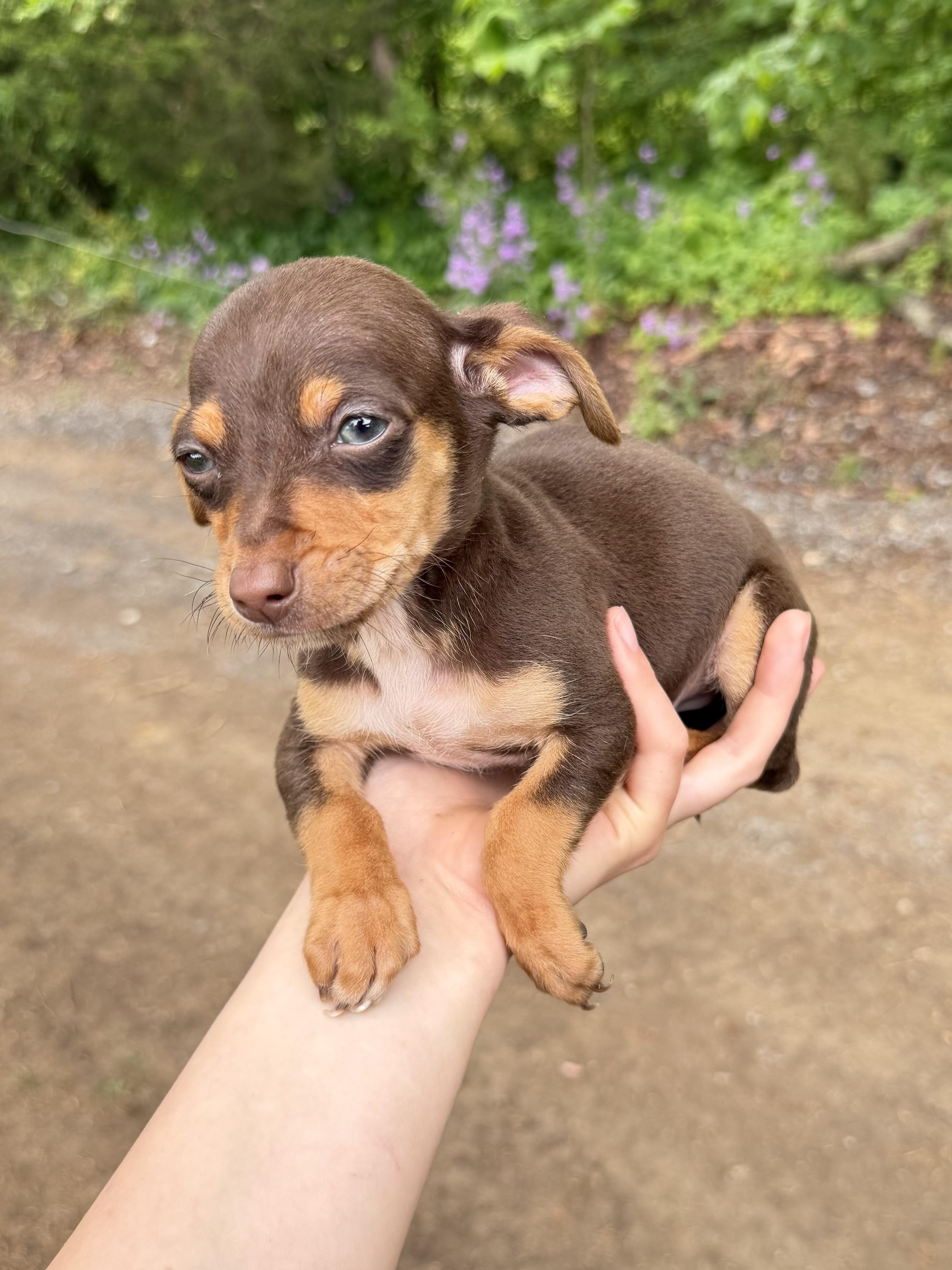 Scooby , adopted, Puppy Male Chihuahua.