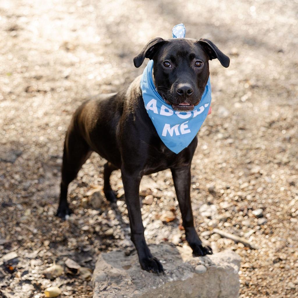 Peppy, Adoptable, Young Female Mixed Breed.