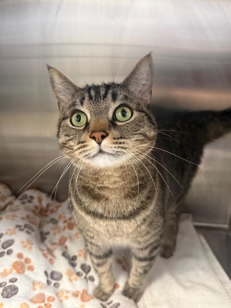 Apollo, Adoptable, Adult Male Domestic Short Hair.