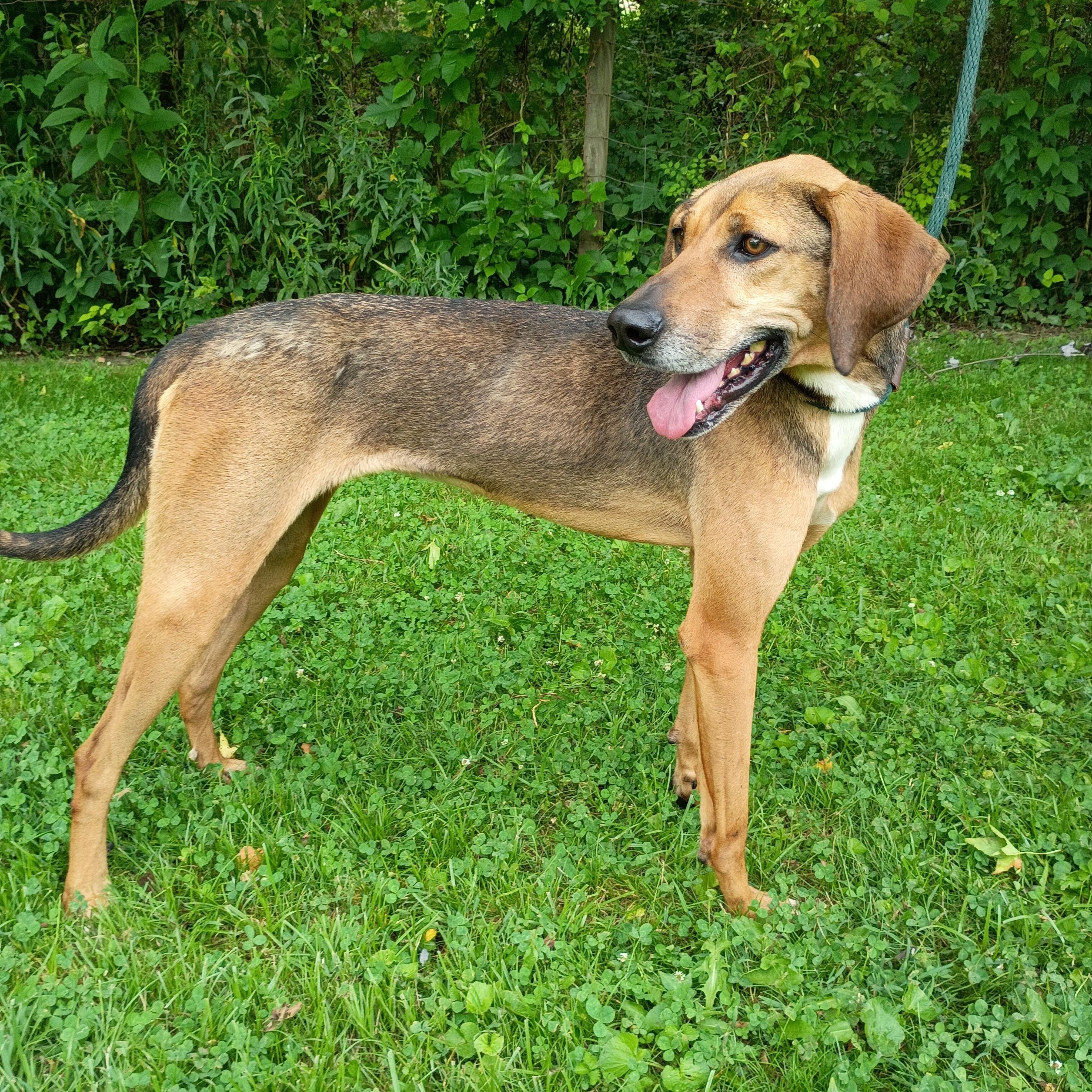 Daisy May, Adoptable, Adult Female Hound.