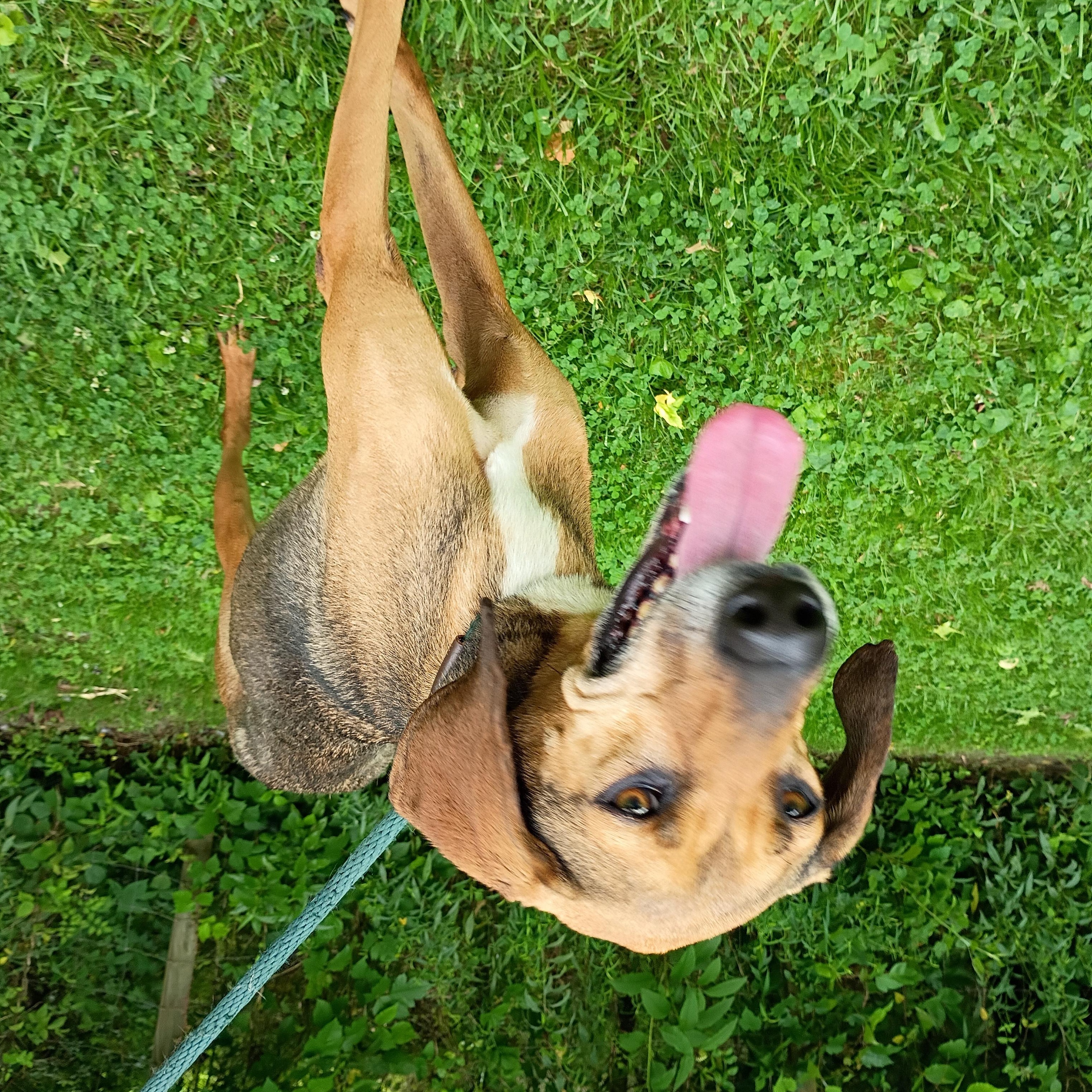 Enlarge Daisy May, a Adoptable mixed breed in Maynardville, TN image 2/2