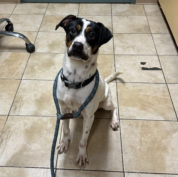 Virga (mcas), a Adoptable mixed breed in Troutdale, OR image 1/2