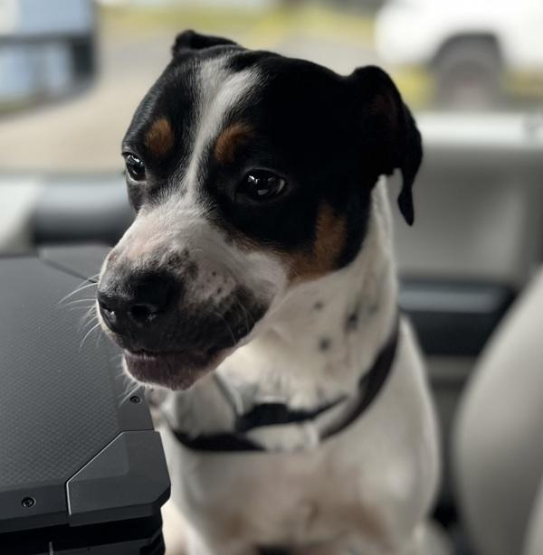 Virga (mcas), a Adoptable mixed breed in Troutdale, OR image 2/2