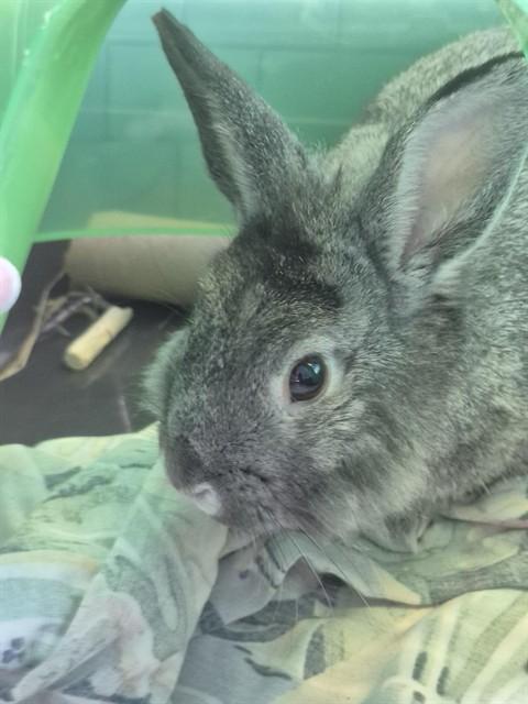 GIOVANNI, Adoptable, Young Male Bunny Rabbit.