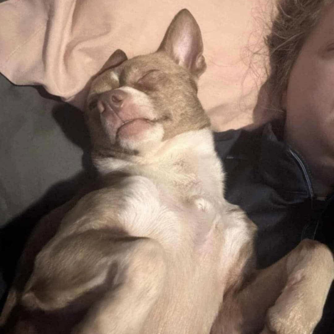 Tony, Adoptable, Adult Male Chihuahua.