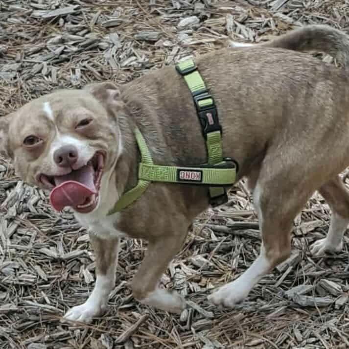 Tony, Adoptable, Adult Male Chihuahua.