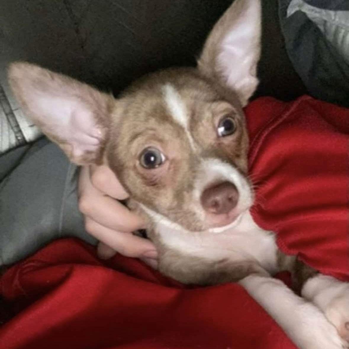 Enlarge Tony, a Adoptable Chihuahua in Raleigh, NC image 3/3