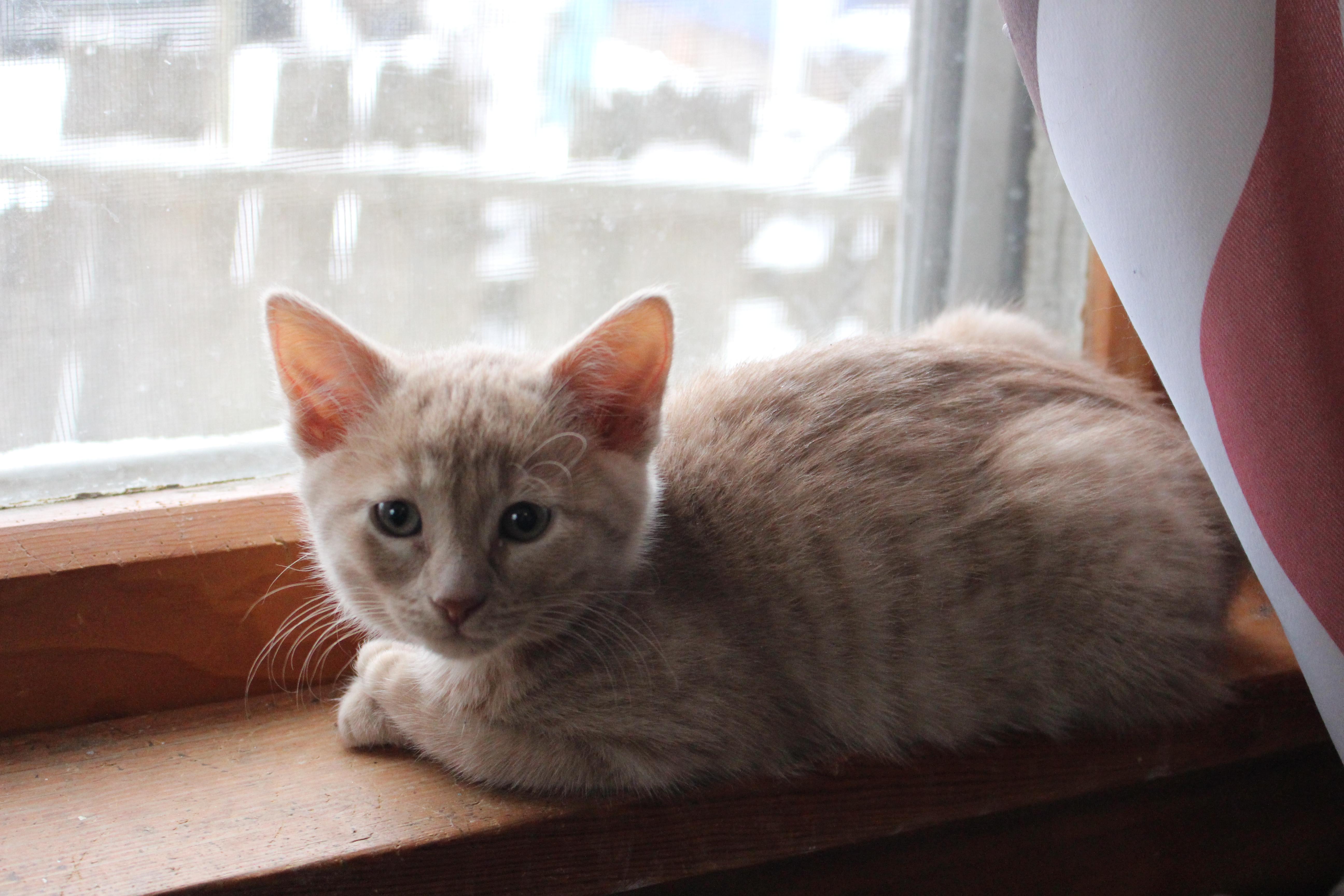 Cat-bernet, ADOPTABLE, Kitten Female Domestic Short Hair.