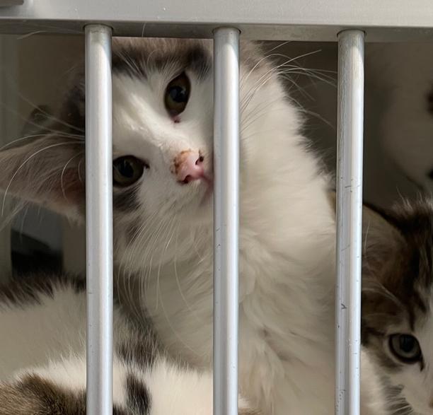 Flynn, Adoptable, Young Male Domestic Long Hair.