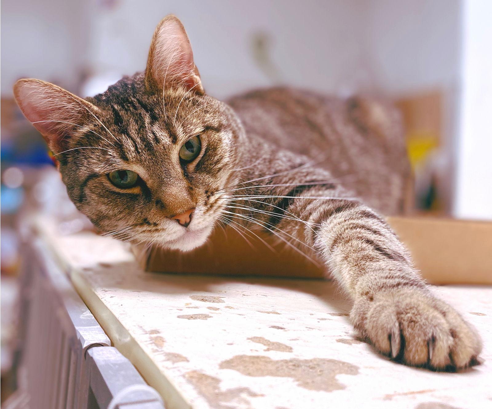 Rocky, Adoptable, Adult Male Tabby & Domestic Short Hair.