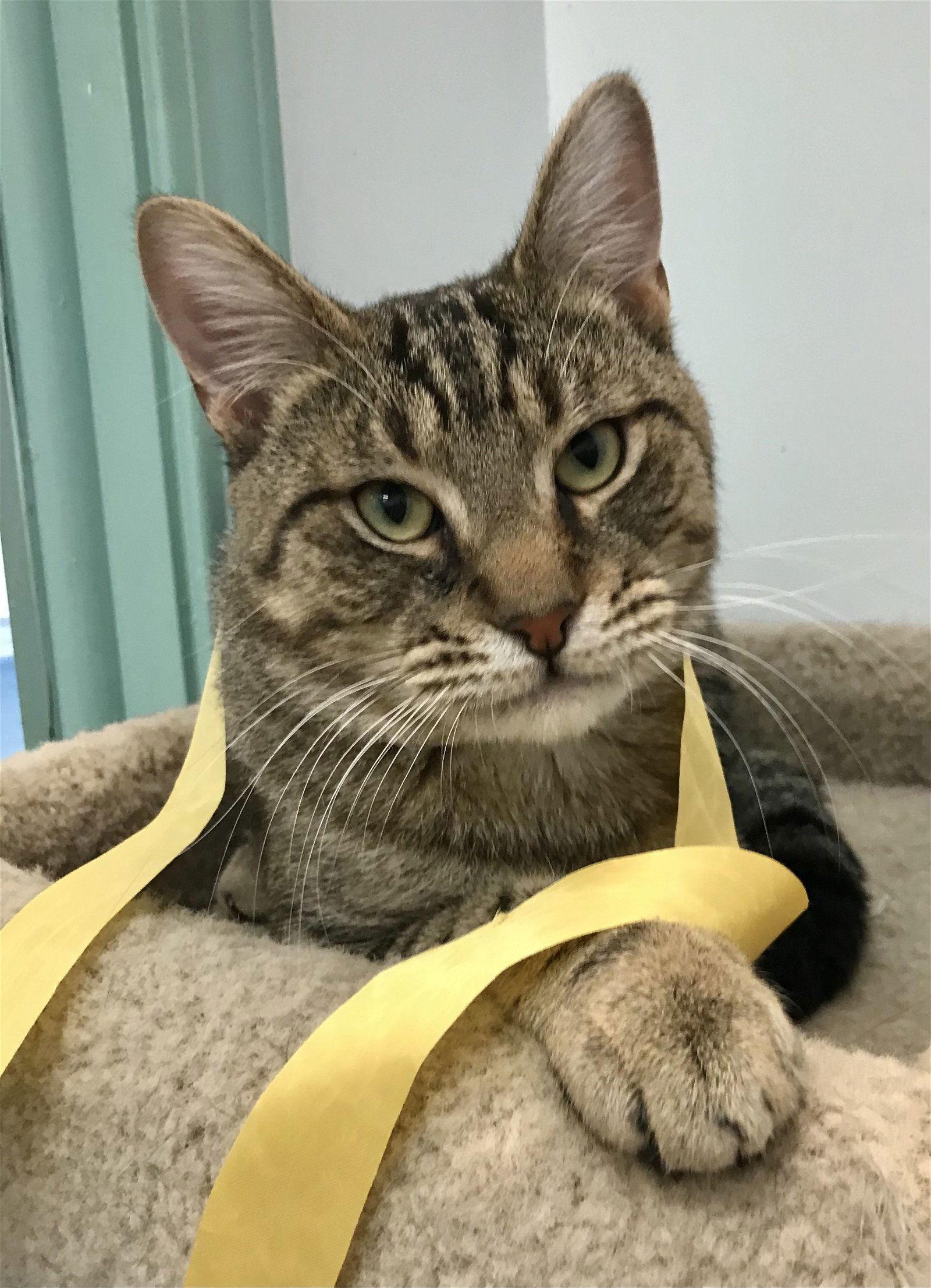 Rocky, Adoptable, Adult Male Tabby & Domestic Short Hair.