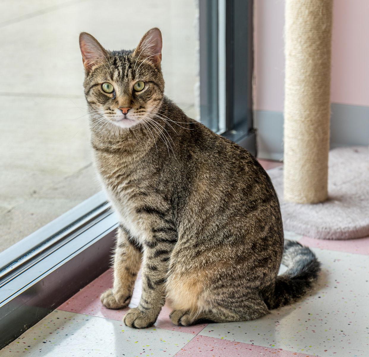Rocky, Adoptable, Adult Male Tabby & Domestic Short Hair.