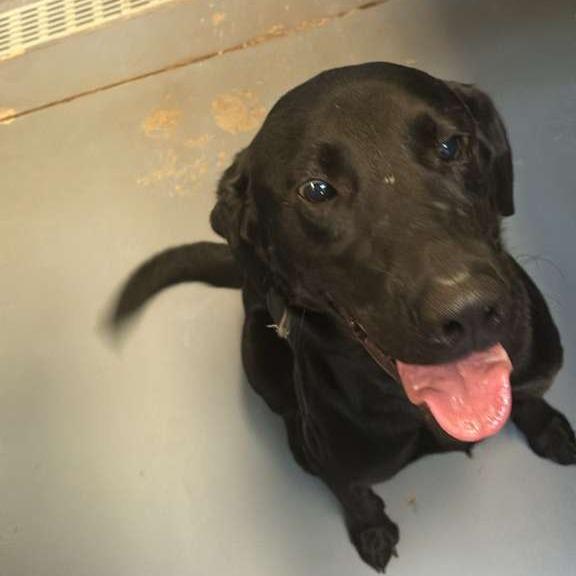 Everett, Adoptable, Adult Male Mixed Breed.
