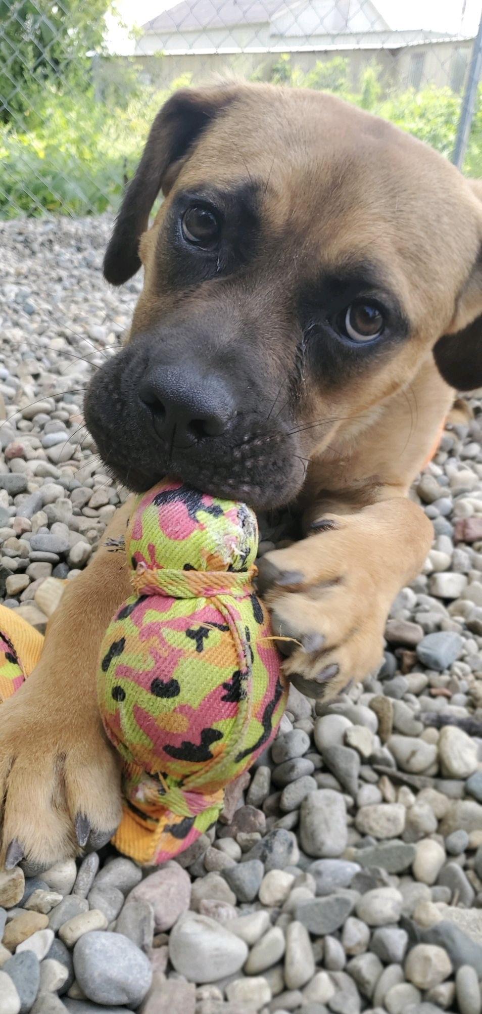 Enlarge Roberto, a Adoptable mixed breed in Oxford, MI image 4/6