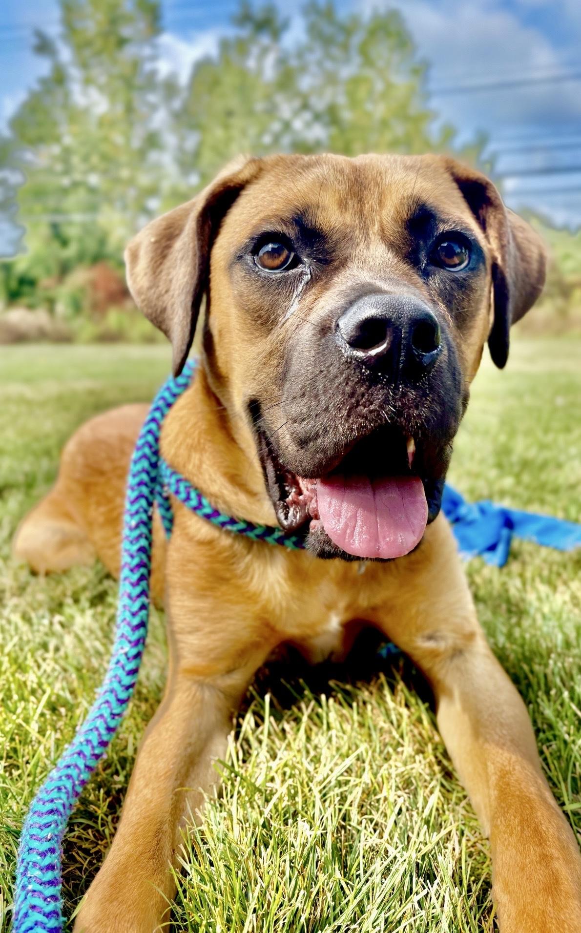 Enlarge Roberto, a Adoptable mixed breed in Oxford, MI image 2/6