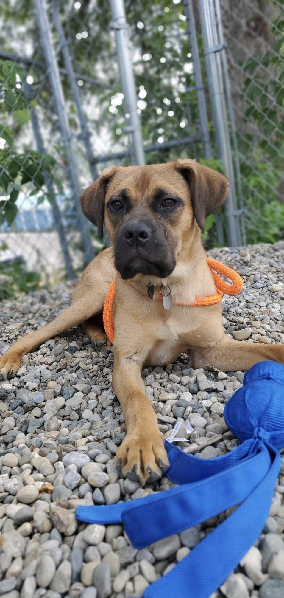 Enlarge Roberto, a Adoptable mixed breed in Oxford, MI image 3/6