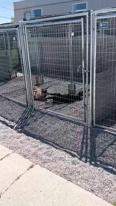 Enlarge Roberto, a Adoptable mixed breed in Oxford, MI video 6/6