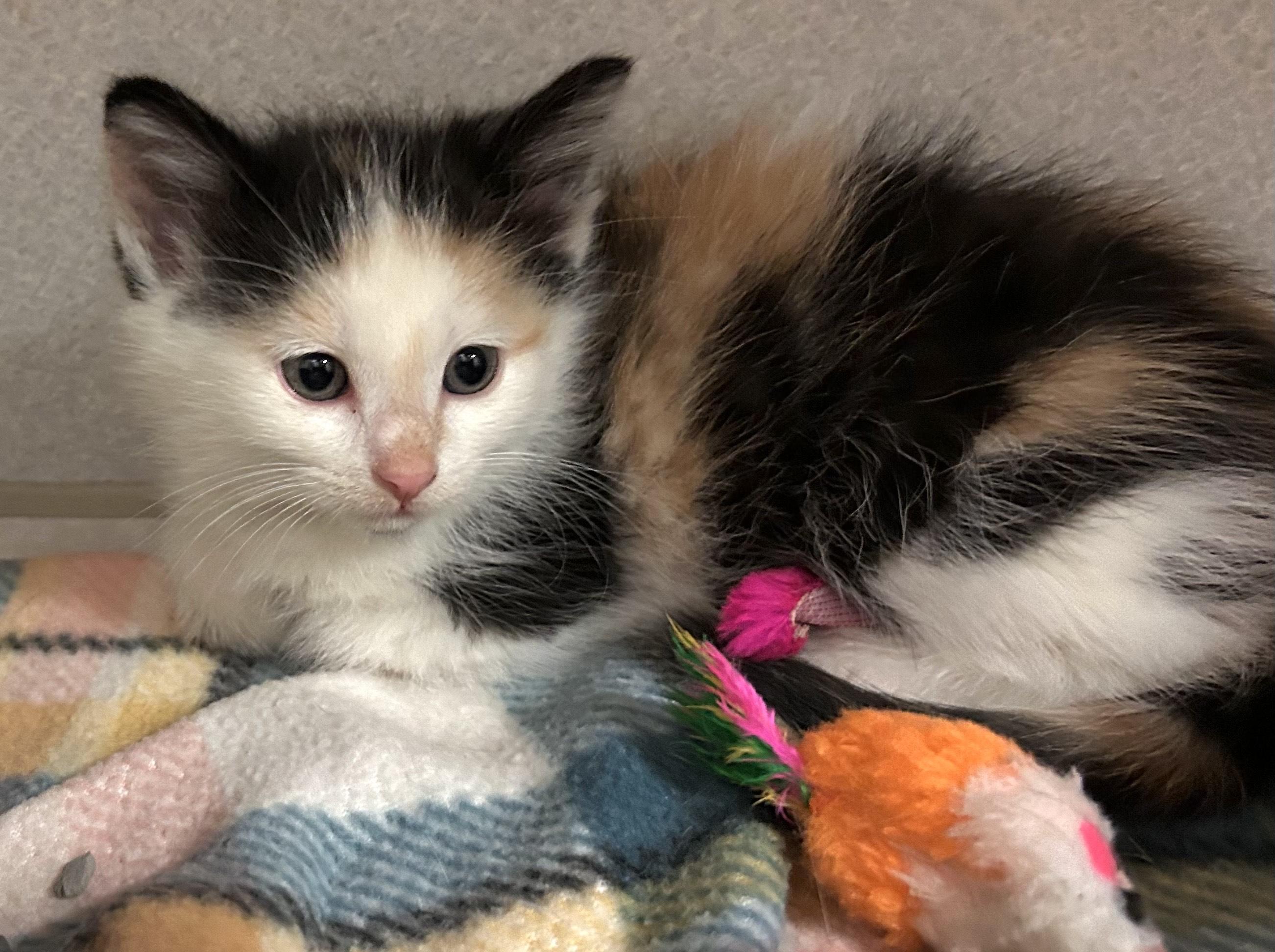 Hawaiian Punch, Baby Female Domestic Short Hair