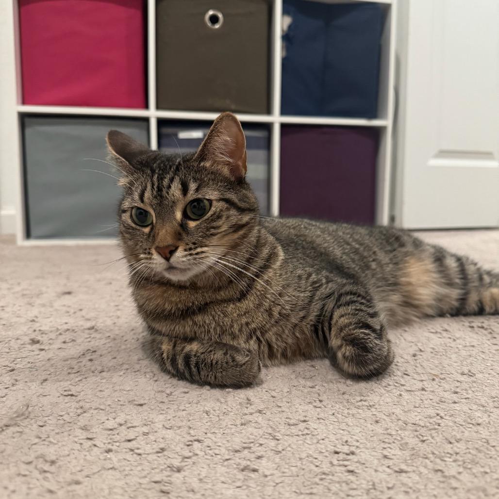 Tiger, Adoptable, Adult Female Domestic Short Hair.