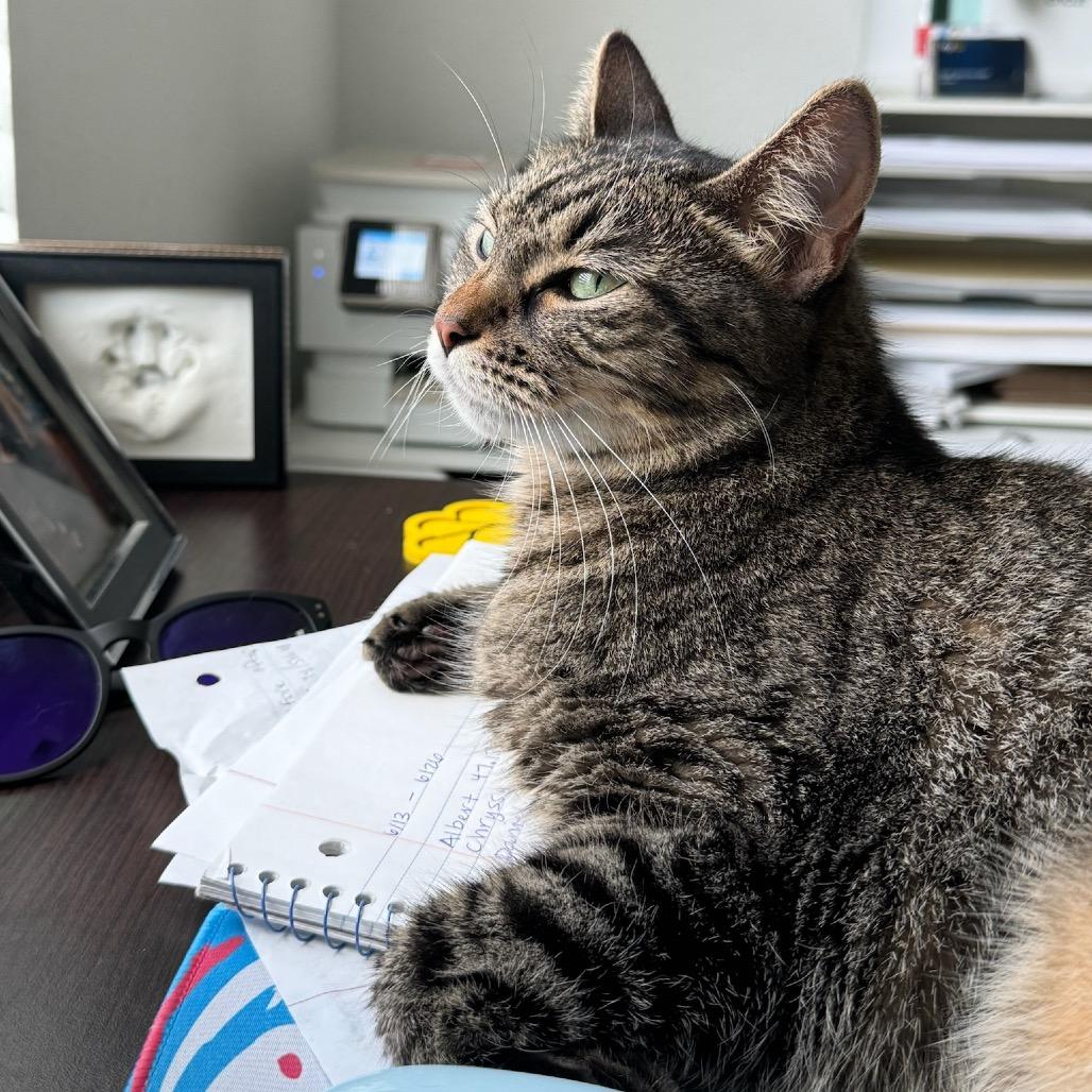 Tiger, a Adoptable Domestic Short Hair in Katy, TX image 2/6