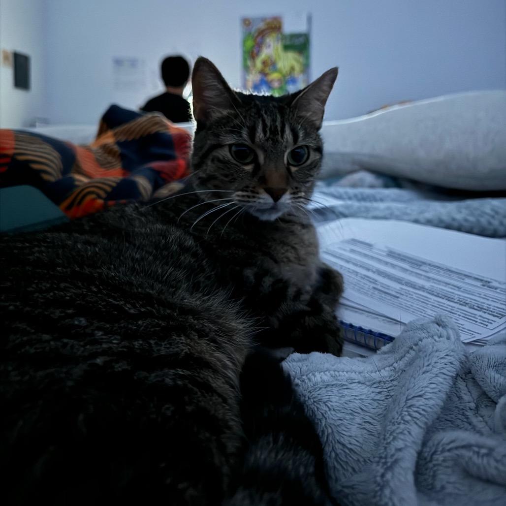 Tiger, a Adoptable Domestic Short Hair in Katy, TX image 3/6