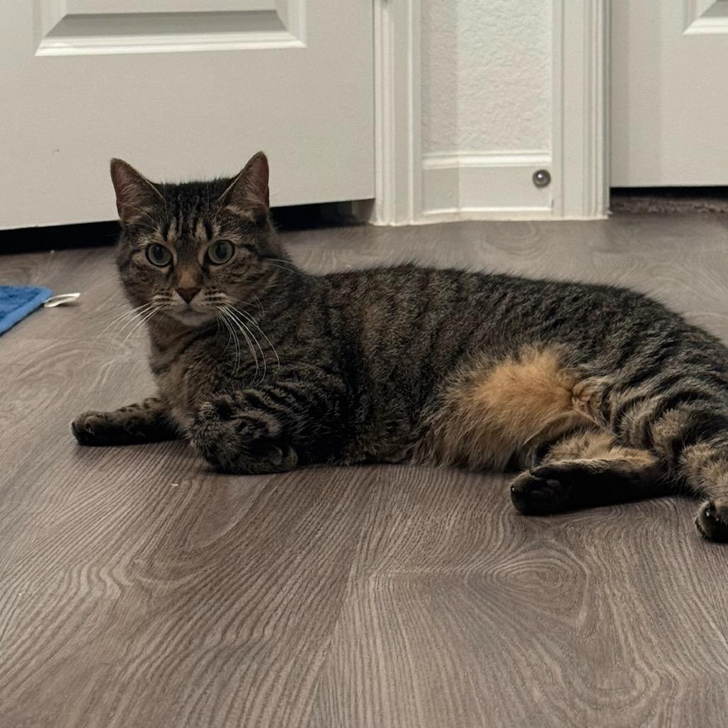 Tiger, a Adoptable Domestic Short Hair in Katy, TX image 4/6