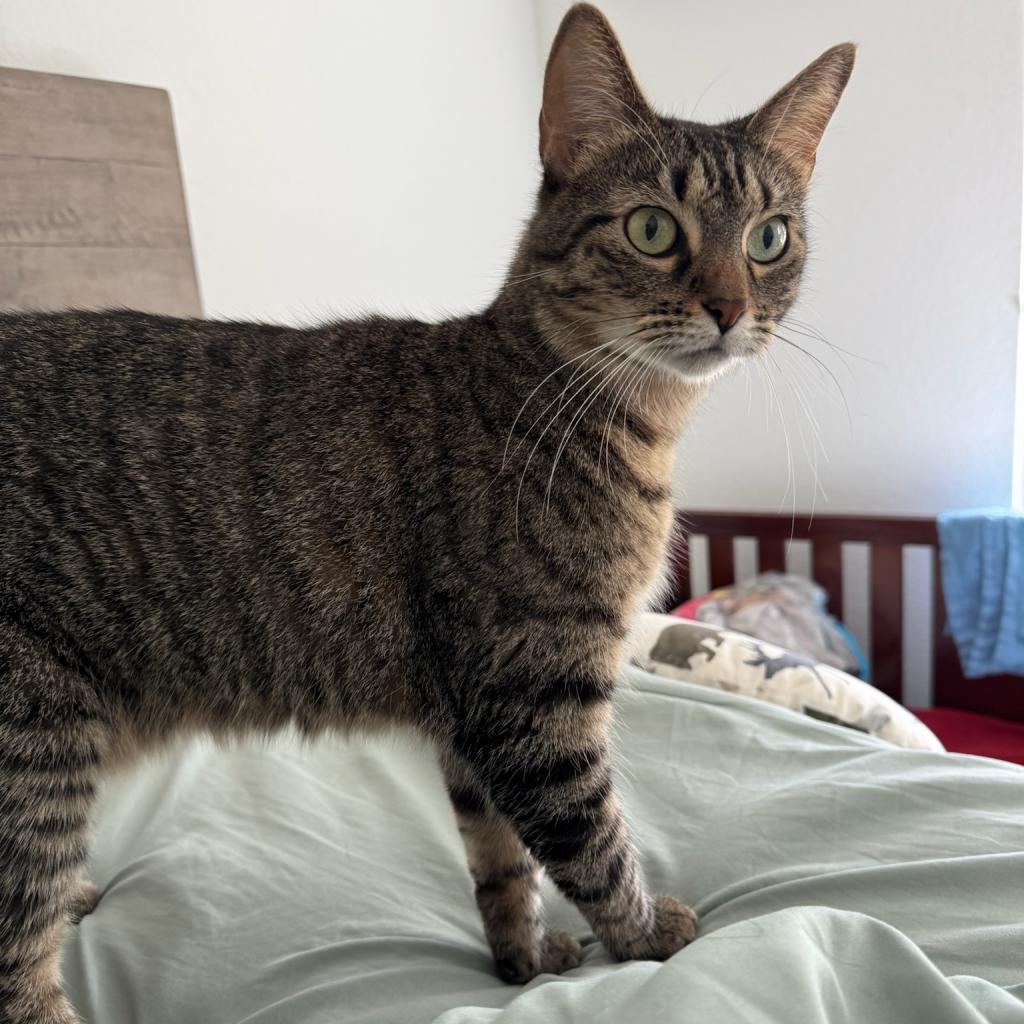 Tiger, a Adoptable Domestic Short Hair in Katy, TX image 5/6