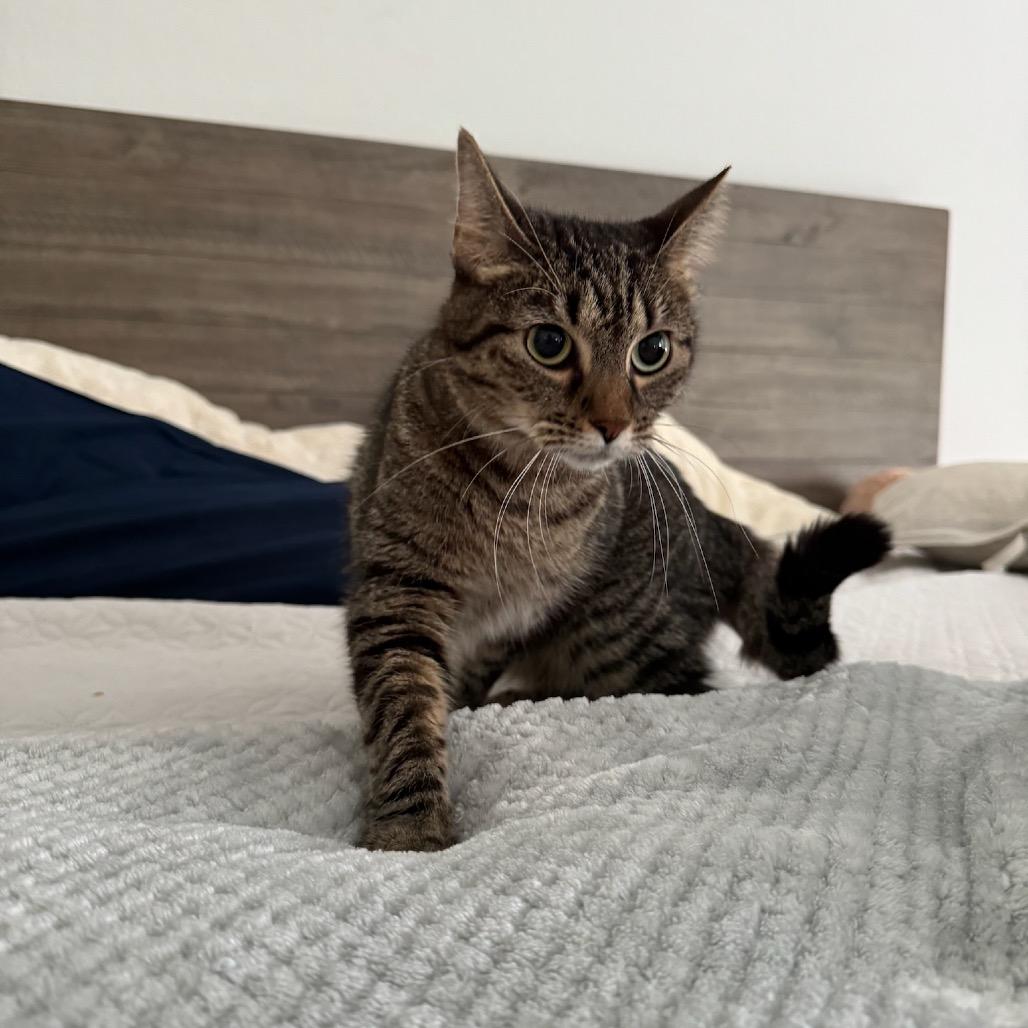 Tiger, a Adoptable Domestic Short Hair in Katy, TX image 6/6