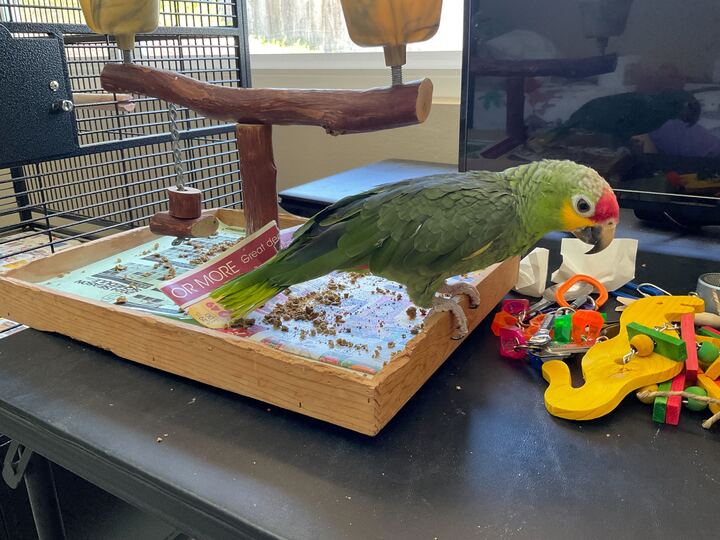 Enlarge Daisy, a Adoptable Amazon in San Diego, CA image 1/6