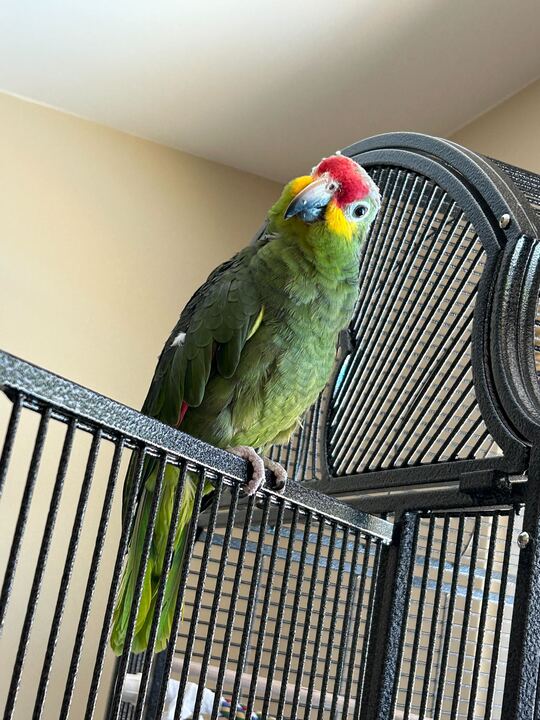 Enlarge Daisy, a Adoptable Amazon in San Diego, CA image 2/6