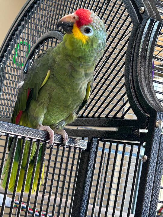 Daisy, Adoptable, Adult Male Amazon.