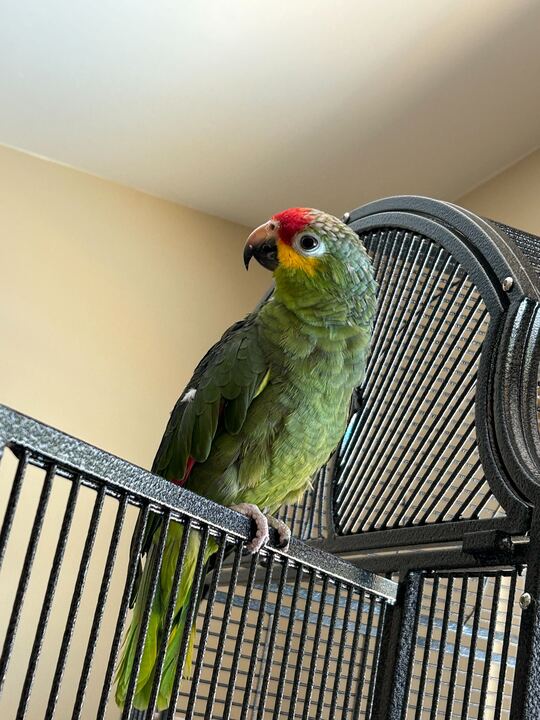 Enlarge Daisy, a Adoptable Amazon in San Diego, CA image 4/6