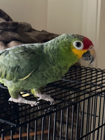 Enlarge Daisy, a Adoptable Amazon in San Diego, CA image 5/6