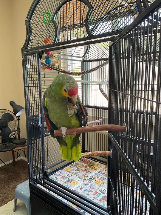 Daisy, Adoptable, Adult Male Amazon.