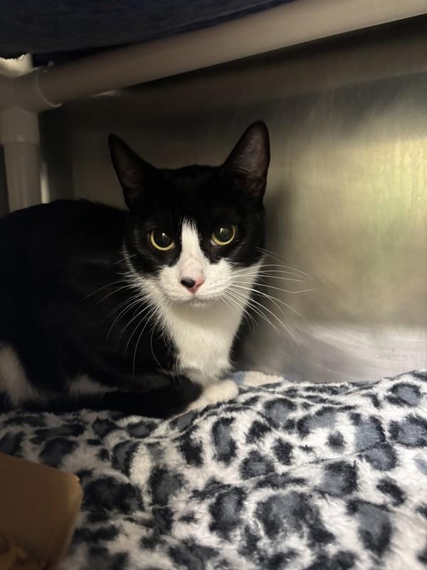 Furgie, Adoptable, Young Female Domestic Short Hair.