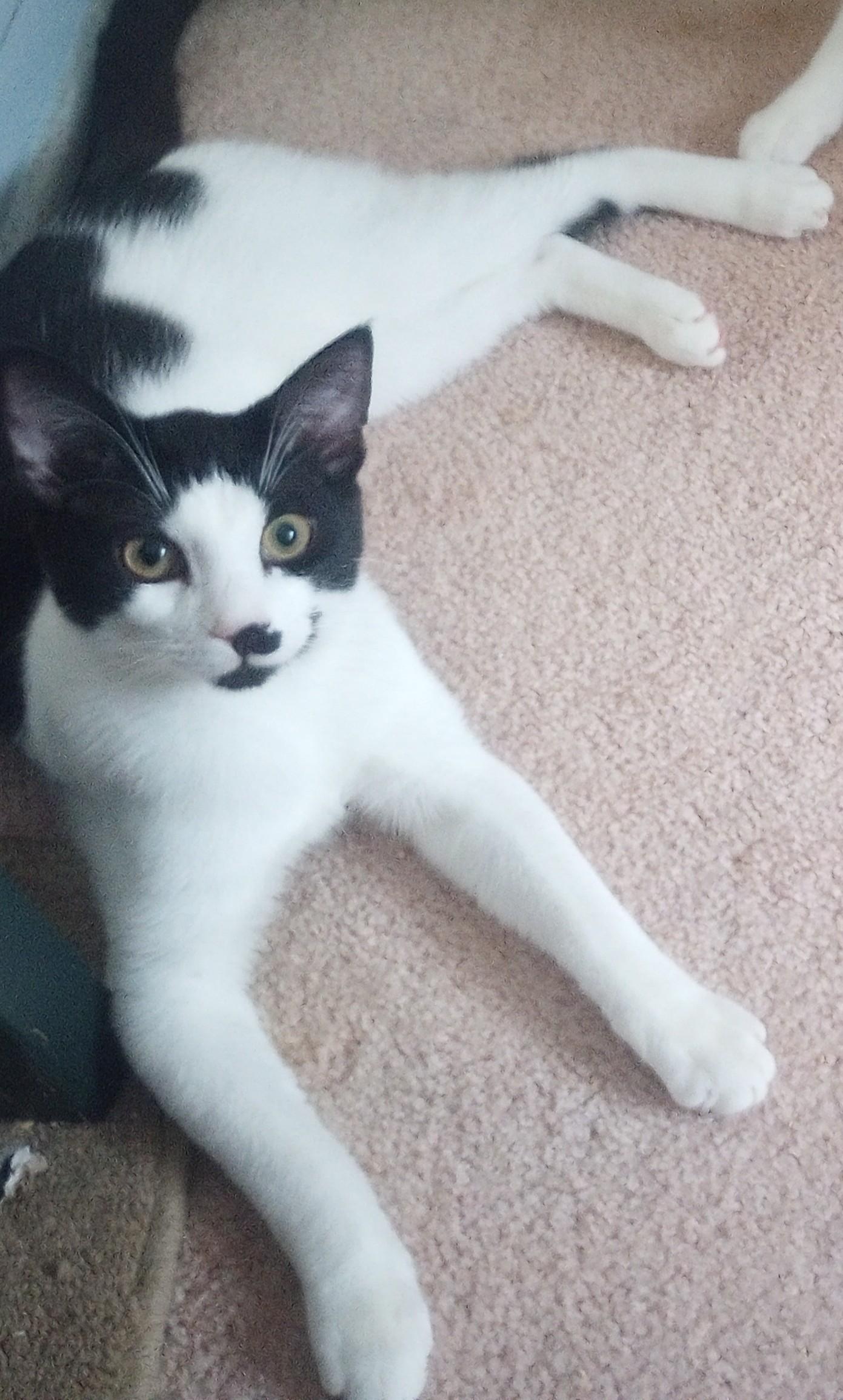 Ziti, a Adopted Domestic Short Hair in Morganville, NJ image 2/5